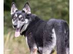 Adopt Clyde a Black Husky / German Shepherd Dog / Mixed dog in Westampton