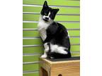 Adopt Barn Cat Ficus a All Black Domestic Shorthair / Domestic Shorthair / Mixed