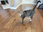 Adopt Libby a Gray or Blue (Mostly) Domestic Shorthair / Mixed (short coat) cat