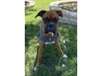Adopt Pearl a Boxer / Mixed dog in Denver, CO (38964179)