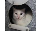 Adopt Snowball - Barn Cat a Domestic Short Hair