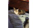 Adopt Bella a Brown Tabby Tabby / Mixed (short coat) cat in Reynoldsburg