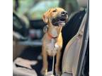 Adopt Barkley a Tan/Yellow/Fawn Mixed Breed (Medium) dog in Vail, AZ (38692816)