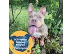 Adopt Prindy a Tan/Yellow/Fawn Mixed Breed (Medium) / Mixed dog in Pittsburgh