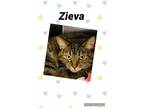 Adopt Zieva a Domestic Shorthair / Mixed (short coat) cat in Crystal Lake