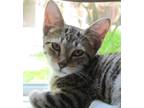 Adopt Mathilda a Brown Tabby Domestic Shorthair (short coat) cat in Richmond