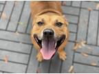 Adopt Roxanne a Tan/Yellow/Fawn - with Black Staffordshire Bull Terrier dog in