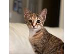 Adopt Tink a Brown or Chocolate Domestic Shorthair / Mixed cat in Huntsville