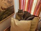 Adopt Frankie a Brown Tabby Norwegian Forest Cat (long coat) cat in San Diego