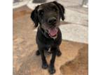Adopt Zeke a Black Poodle (Standard) / St. Bernard / Mixed dog in Rifle