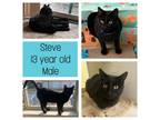 Adopt Steve a All Black Domestic Shorthair / Mixed cat in West Olive