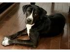 Adopt Max a Labrador Retriever, Mixed Breed