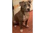 Adopt River a American Staffordshire Terrier, Mixed Breed