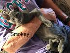 Adopt Smokey a Gray or Blue Domestic Shorthair / Mixed (short coat) cat in