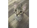 Adopt Vivienne a Gray, Blue or Silver Tabby Domestic Shorthair (short coat) cat