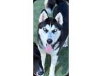 Adopt A.J. a Black Husky / Mixed dog in Fresno, CA (38960321)