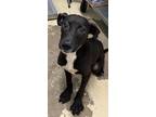 Adopt Treble a Black Labrador Retriever / Terrier (Unknown Type