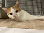 Adopt Maple Sugar a Domestic Shorthair / Mixed (short coat) cat in Raleigh