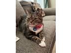 Adopt Sofie a Tiger Striped Domestic Shorthair / Mixed (short coat) cat in Lees