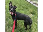 Adopt Elsie a Black Labrador Retriever / Terrier (Unknown Type