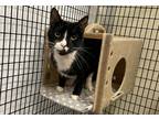 Adopt Kylo a Domestic Mediumhair / Mixed (short coat) cat in Raleigh