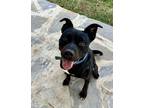 Adopt Remi-Drake a American Staffordshire Terrier / Labrador Retriever dog in