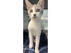 Adopt Oliver a Domestic Shorthair / Mixed (short coat) cat in Henderson