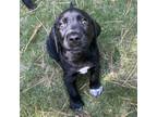 Adopt Madrid a Black Redbone Coonhound / Mixed Breed (Medium) / Mixed dog in
