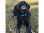 Adopt Dublin a Black Redbone Coonhound / Mixed Breed (Medium) / Mixed dog in
