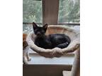 Adopt Java a All Black Domestic Shorthair / Mixed (short coat) cat in Smyrna