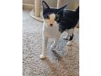 Adopt Oreo a Black & White or Tuxedo Domestic Shorthair (short coat) cat in