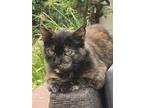 Adopt Mushu a Calico or Dilute Calico Calico / Mixed (medium coat) cat in