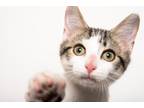 Adopt Bob a Domestic Shorthair / Mixed (short coat) cat in Madison