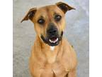 Adopt Alissa a Tan/Yellow/Fawn Mixed Breed (Medium) / Mixed dog in Columbus