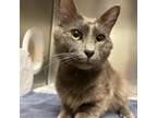 Adopt Forest a Gray or Blue Domestic Shorthair / Mixed cat in Milton