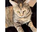 Adopt Grace NRHS a Calico or Dilute Calico Domestic Shorthair / Mixed cat in