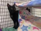Adopt Supernova a Domestic Shorthair / Mixed (short coat) cat in Raleigh