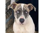 Adopt Rampart a Brindle Mixed Breed (Medium) / Mixed dog in Columbiana