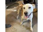Adopt Olly Olly Oxen Free a White - with Tan, Yellow or Fawn Australian Cattle