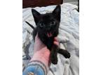 Adopt Pepé Le Pew a Black (Mostly) Domestic Shorthair / Mixed (short coat) cat
