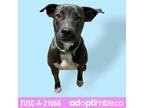 Adopt Haha a Black Terrier (Unknown Type, Small) / Labrador Retriever / Mixed