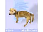 Adopt Curly a Red/Golden/Orange/Chestnut Retriever (Unknown Type) / Mixed dog in