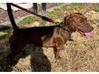 Adopt Punky a Brown/Chocolate Dachshund / Mixed dog in Pendleton, OR (38936444)
