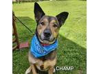 Adopt Champ a Shepherd, Mixed Breed