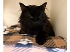 Adopt Plum~s23/24-0131 a All Black Domestic Longhair / Domestic Shorthair /