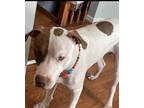 Adopt Draco a White - with Brown or Chocolate American Pit Bull Terrier / Mixed