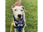 Adopt Dizzy a White - with Tan, Yellow or Fawn Dalmatian / Mixed dog in