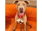 Adopt Jimmy a Tan/Yellow/Fawn Pit Bull Terrier / Mixed dog in East ST Louis