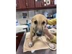 Adopt Cedar a Tan/Yellow/Fawn Shepherd (Unknown Type) / Mixed dog in