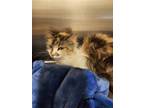 Adopt Starlet a Orange or Red Domestic Mediumhair / Domestic Shorthair / Mixed